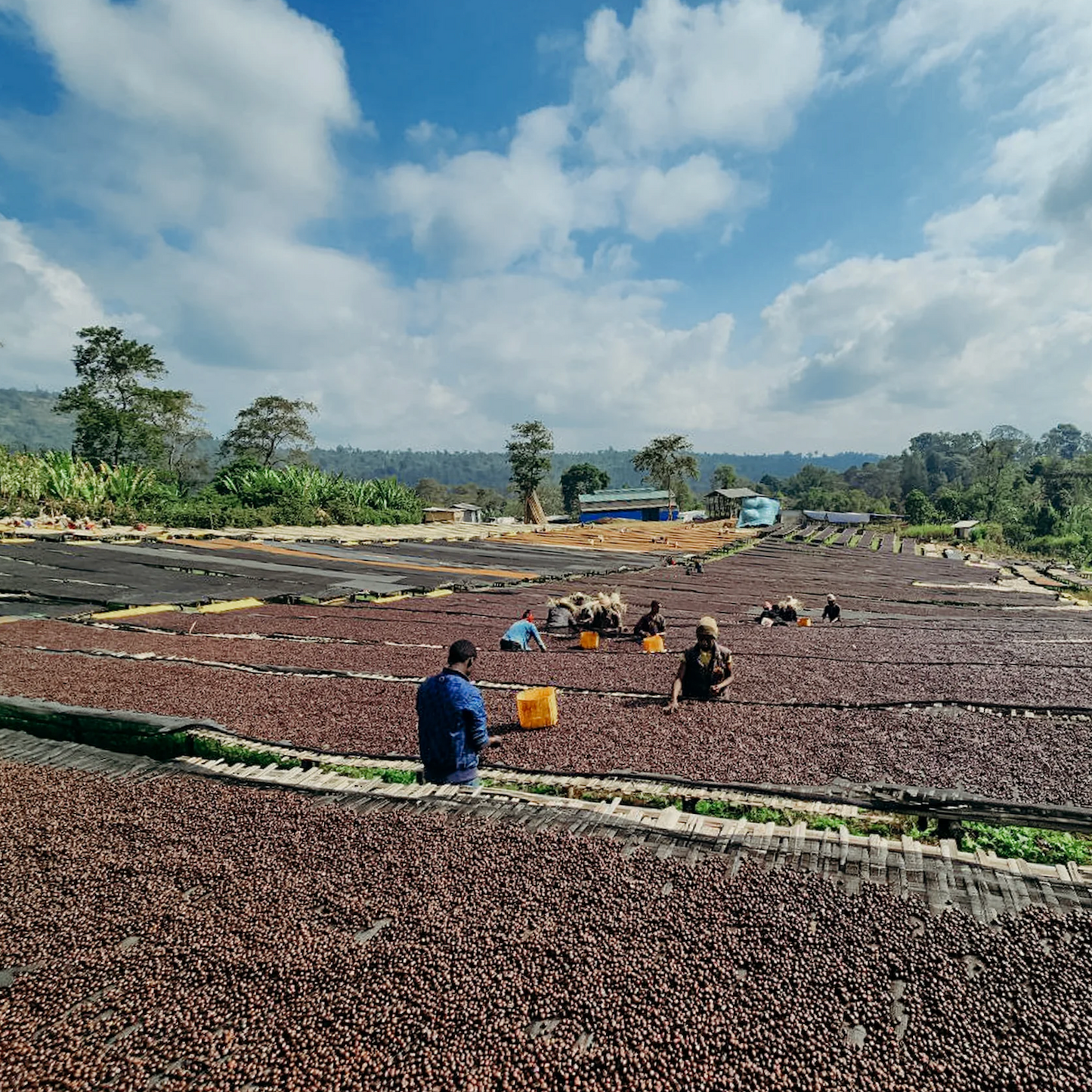 Ethiopie - Banko Gotiti
