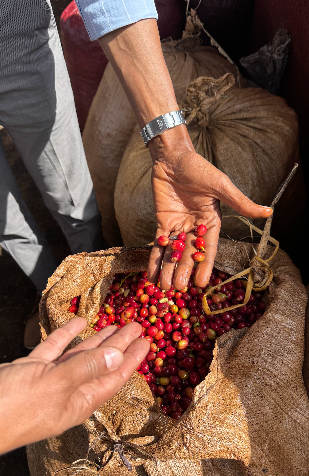 Ethiopie - Tagel Alamayehu