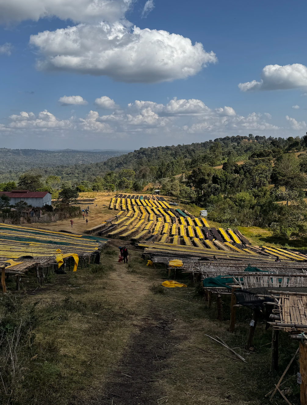 Ethiopie - Tagel Alamayehu