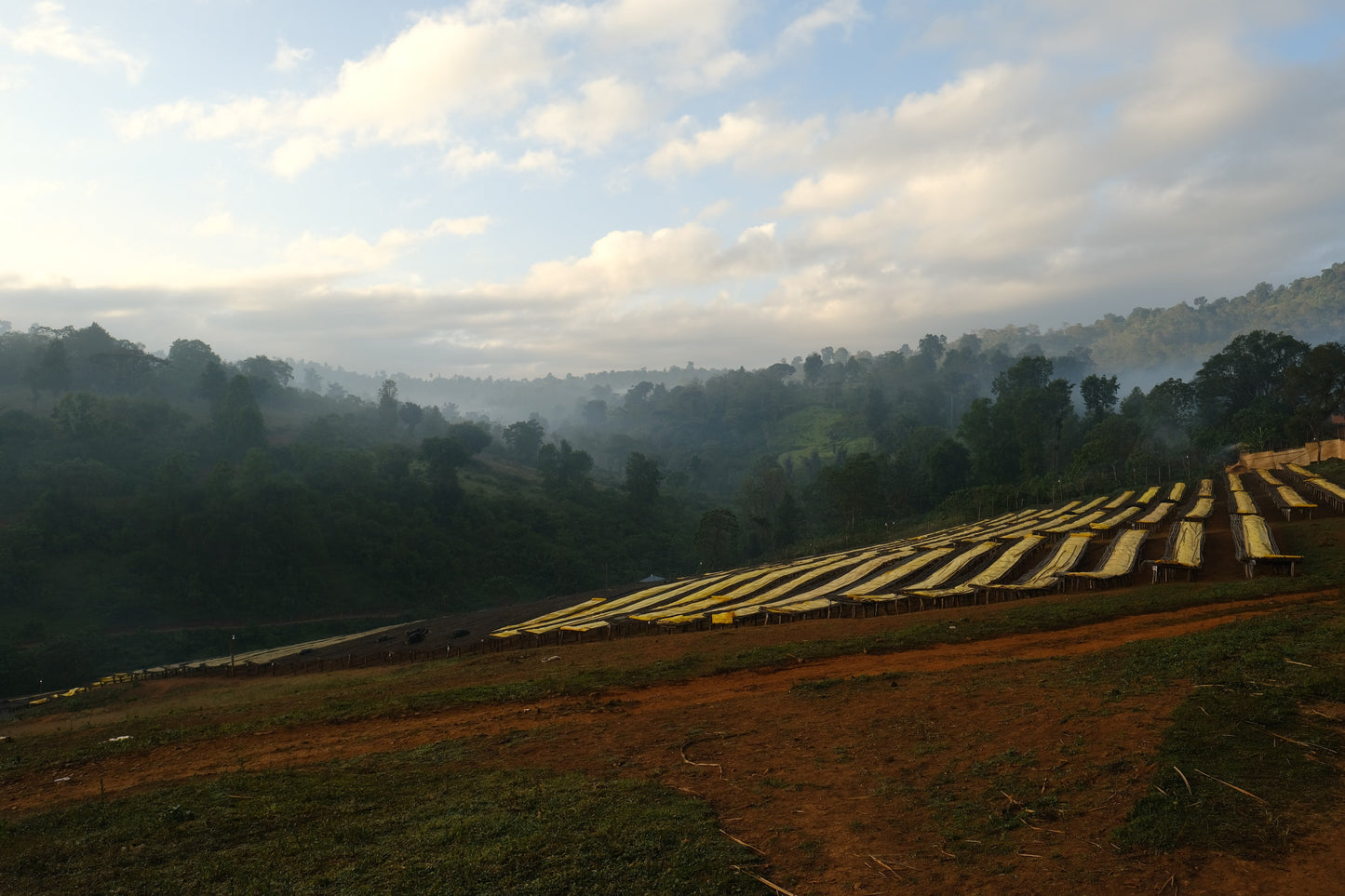 Espresso - Ethiopie - Daanisa