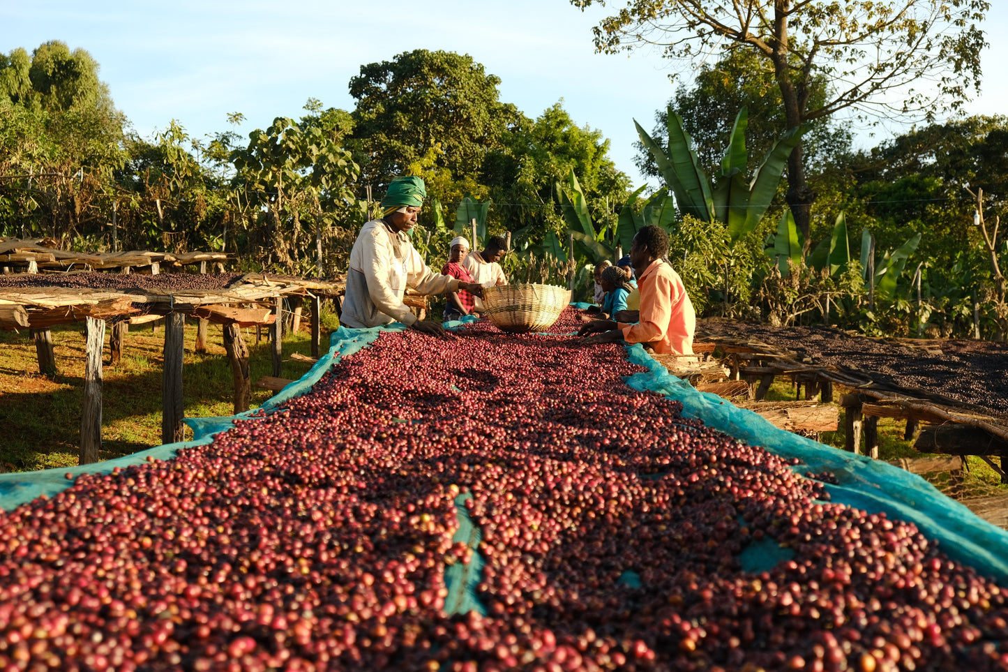 Espresso - Ethiopie - Daanisa