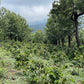 Espresso - Guatemala - La Pampa