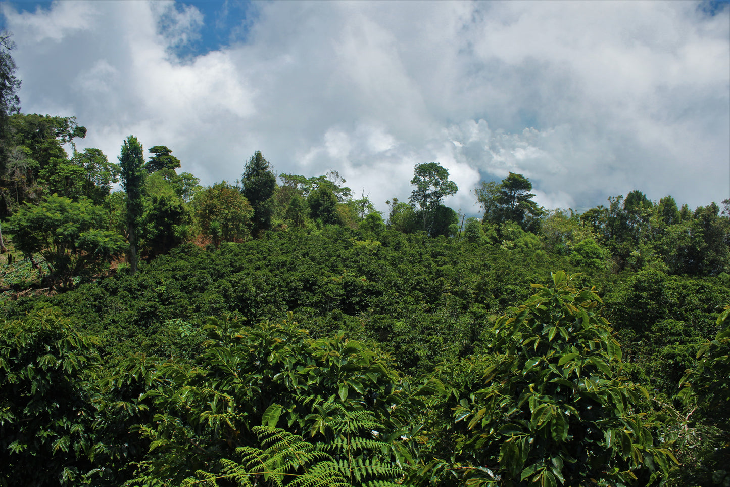 Honduras - El Cucurucho