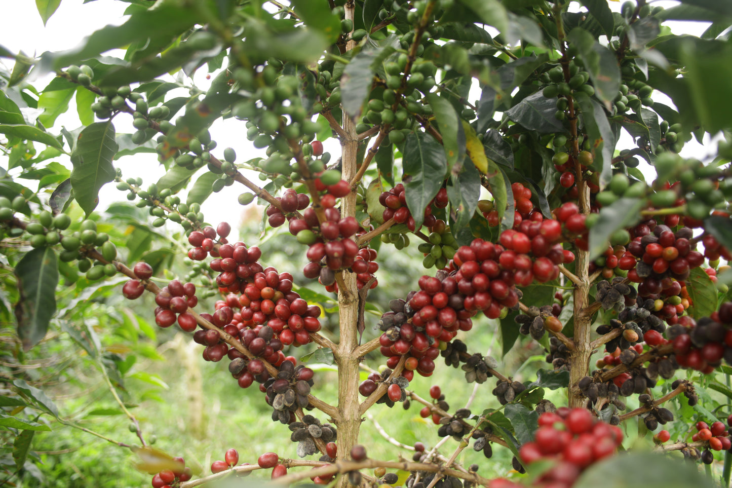 Indonésie - Sadayana Lot 02