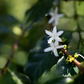 Kenya - Busaara Anaerobic