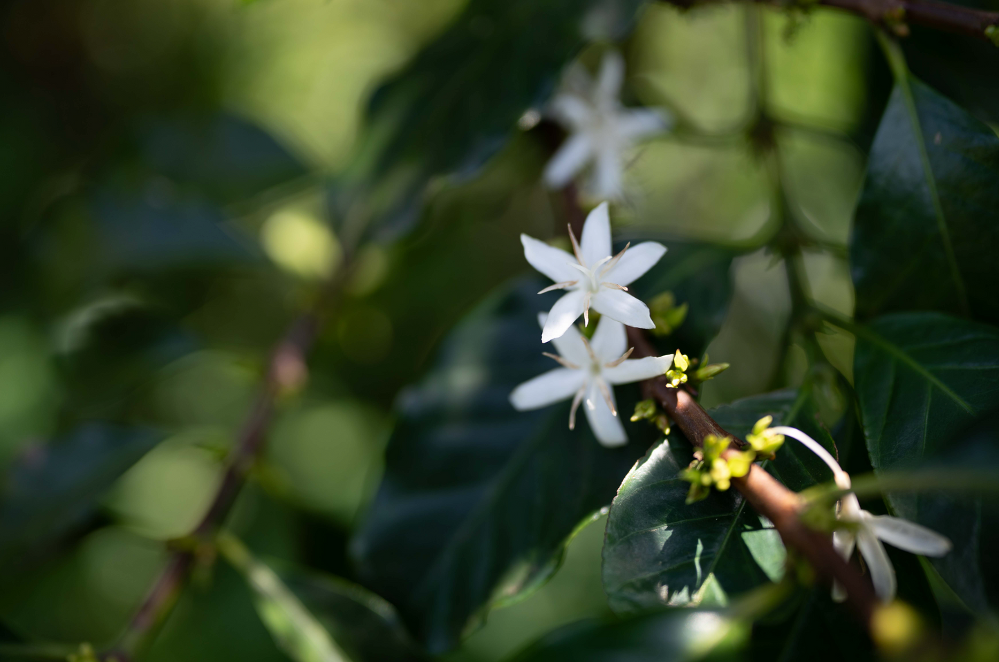 Kenya - Wild Bomba Anaerobic