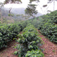 Espresso Nicaragua - Aurora Anaerobic