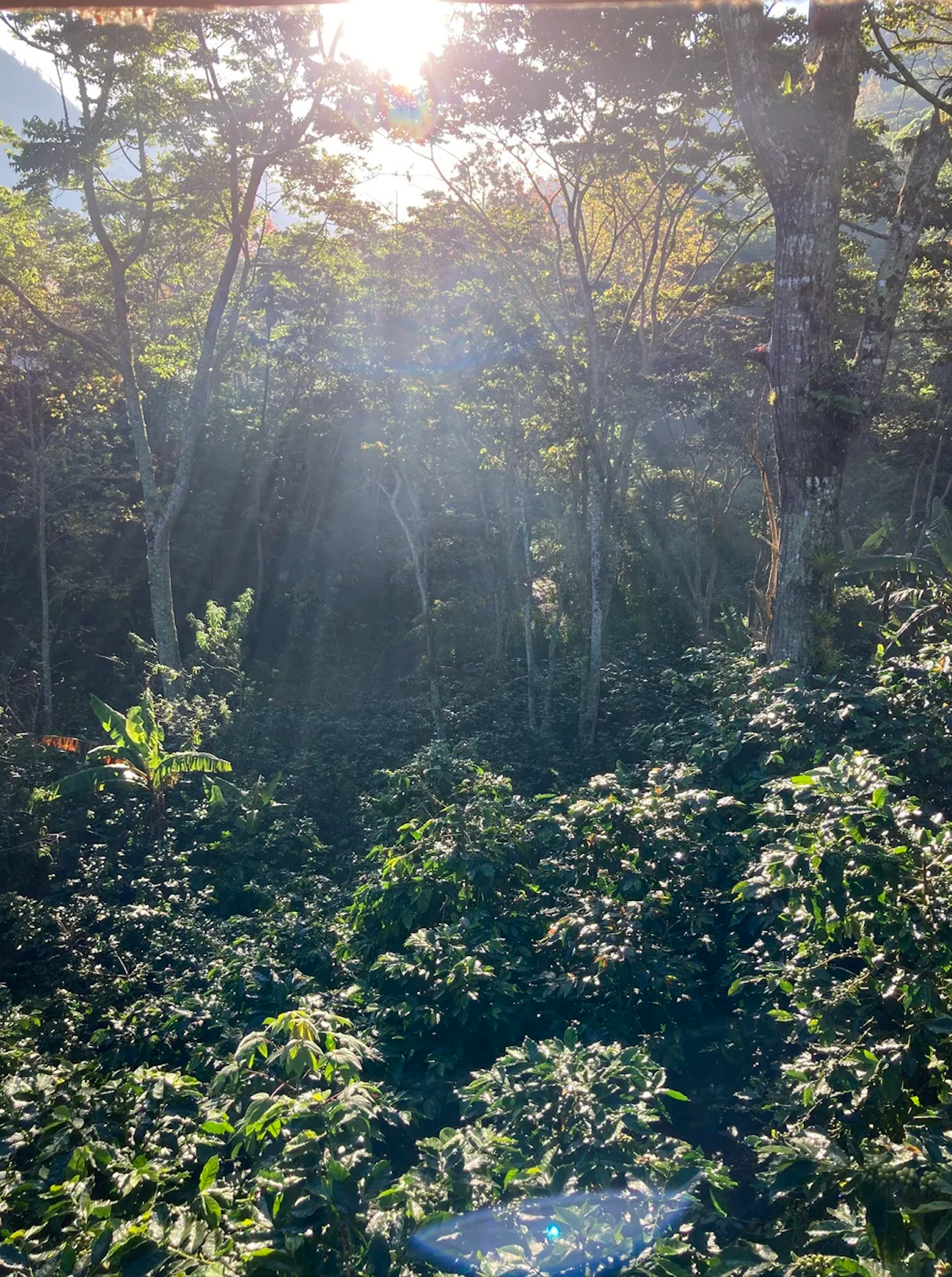 Nicaragua - El Hormiguero