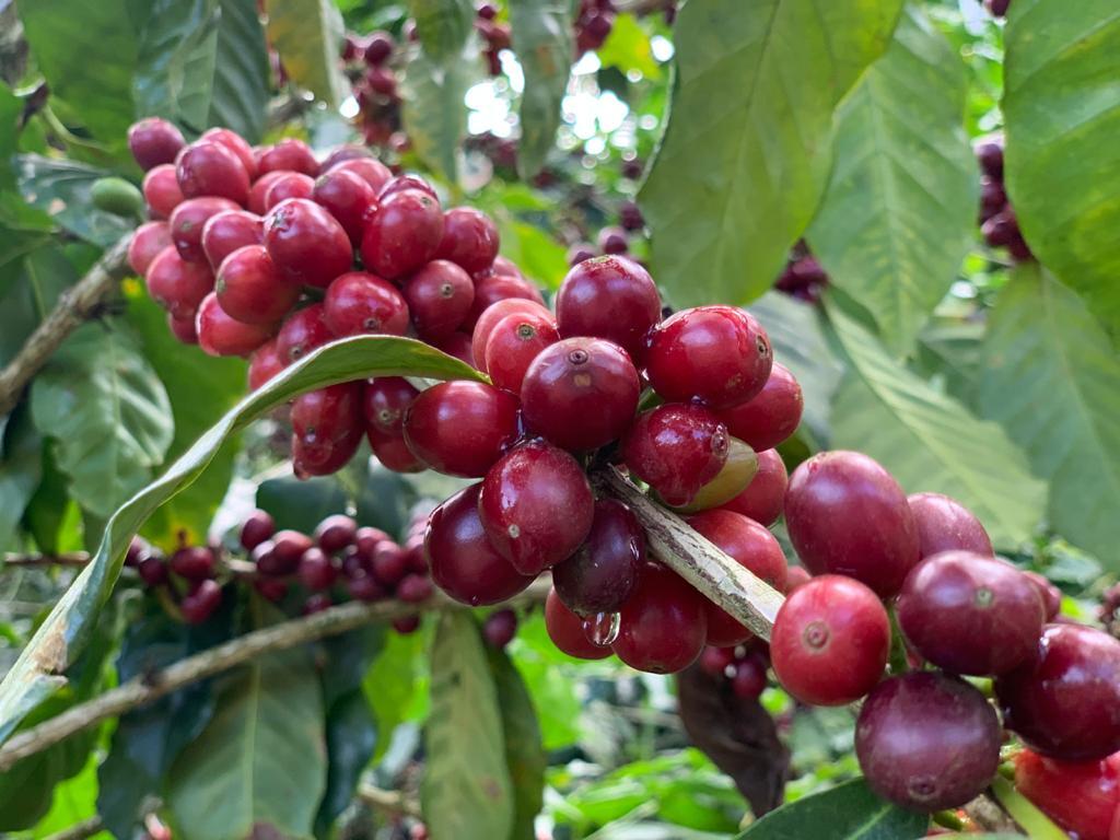 Nicaragua - Los Placeres