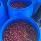 Espresso - Nicaragua - Paraiso