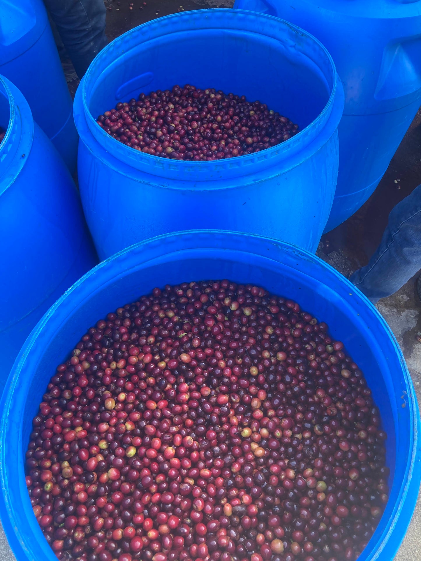 Espresso - Nicaragua - Paraiso