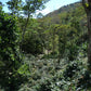 Espresso - Nicaragua - Paraiso