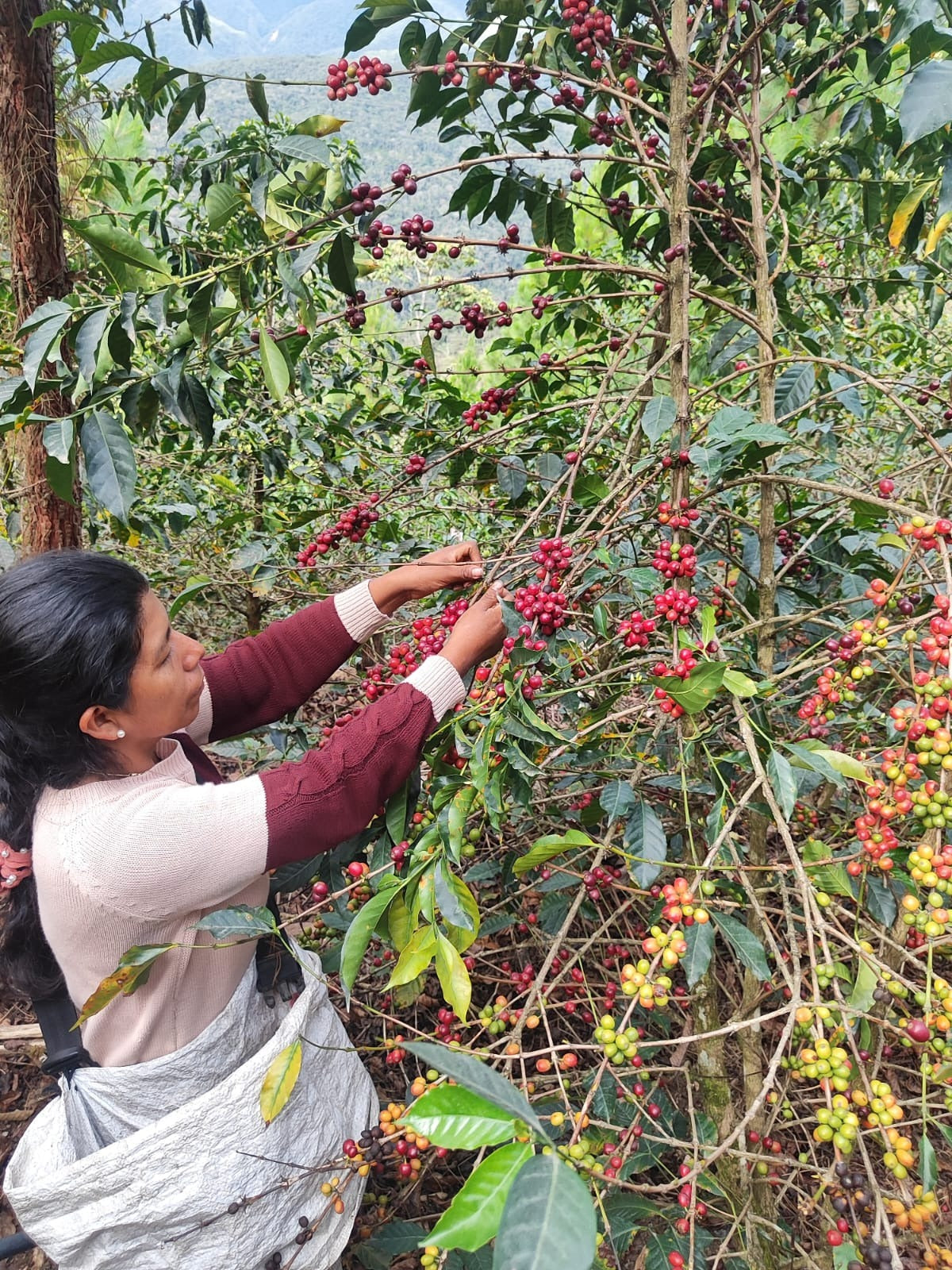 Peru - Finca Yanacocha