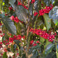 Peru - Finca Yanacocha