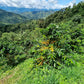 Peru - Huancas Fidel