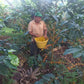 Peru - Rigoberto Mayta - Gesha Anaerobic 14 jours