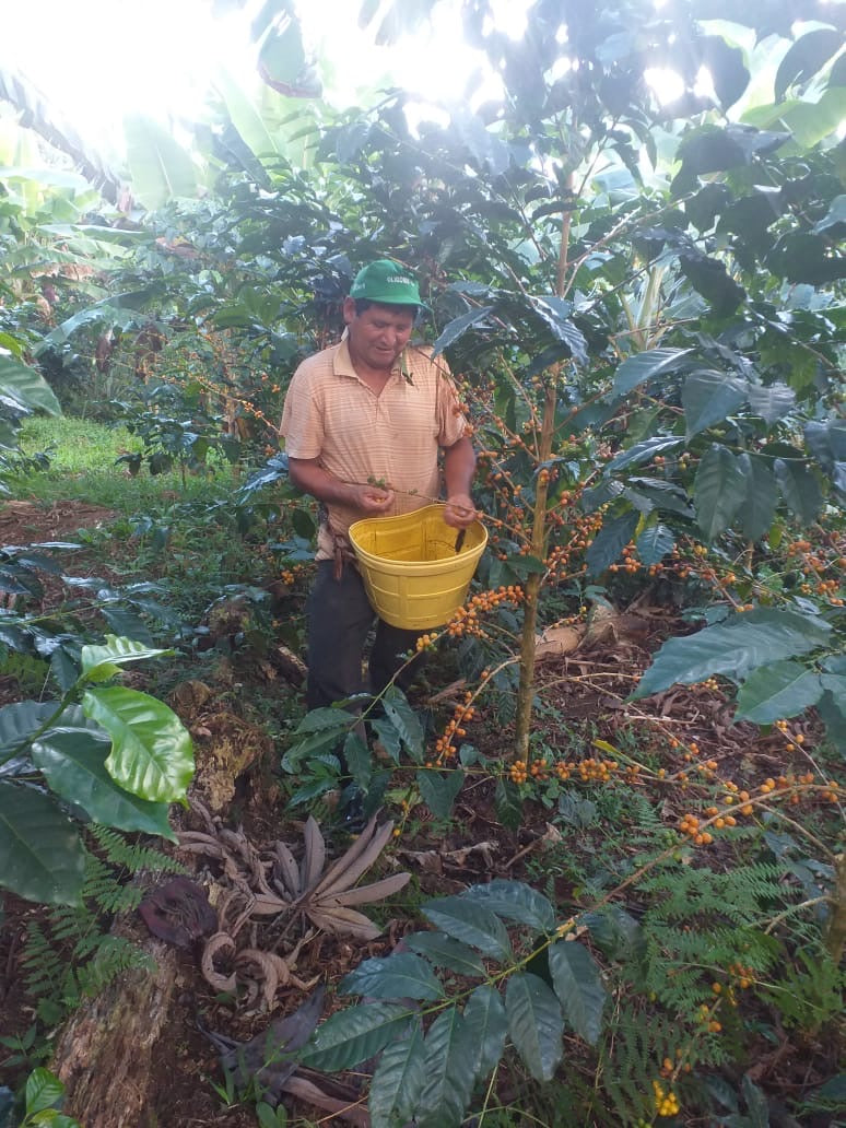 Peru - Rigoberto Mayta - Gesha Anaerobic 14 jours