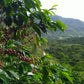 Espresso - Peru - Vituya