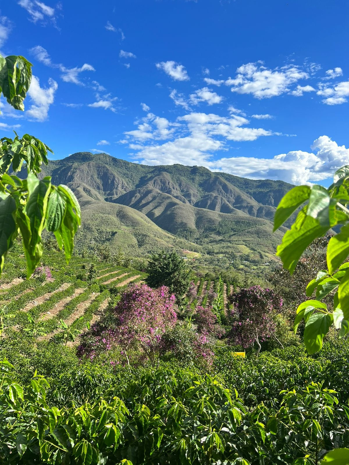 Espresso - Peru - Vituya