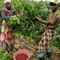 Espresso - Rwanda - Muzo