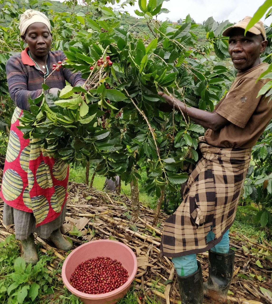 Espresso - Rwanda - Muzo