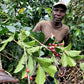 Espresso - Rwanda - Muzo
