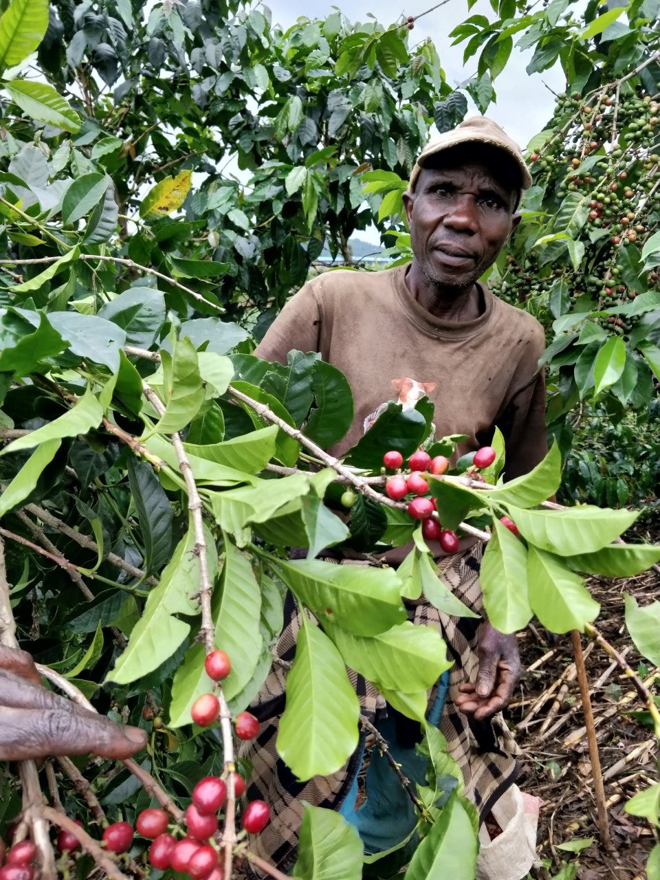 Espresso - Rwanda - Muzo