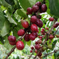 Espresso - Rwanda - Muzo