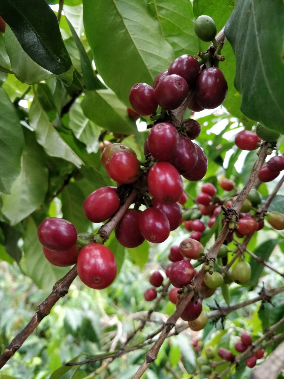 Espresso - Rwanda - Muzo