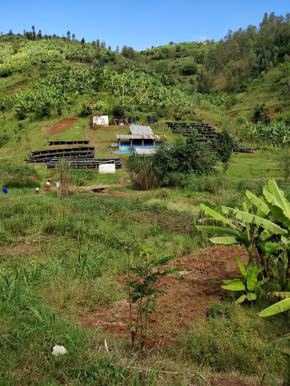 Espresso - Rwanda - Muzo