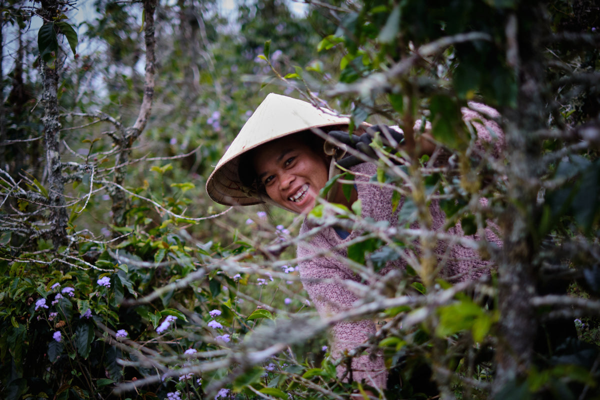 Vietnam - Hoàng Hôn