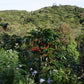 Vietnam - Hoàng Hôn
