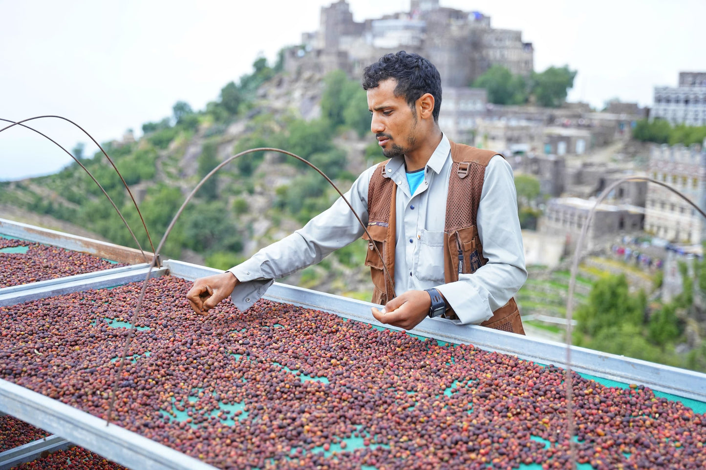 Yemen - Hydra Reviva