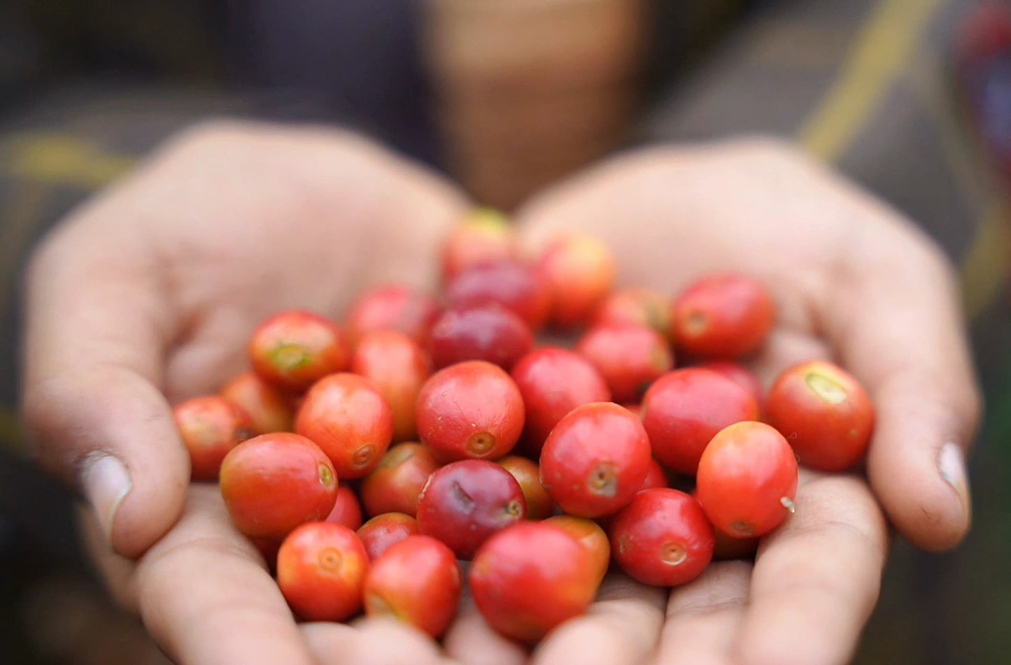 Yemen - Hydra Reviva