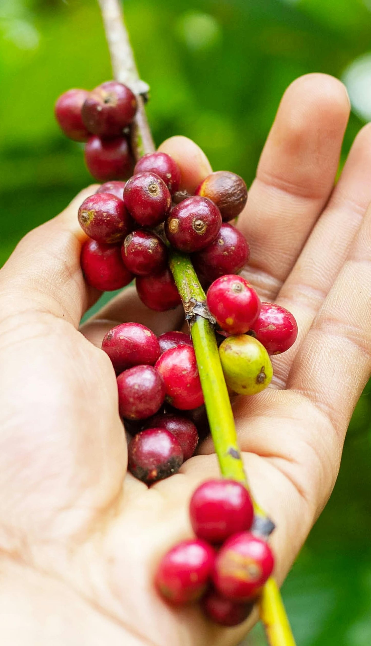 Yemen - Hydra Reviva