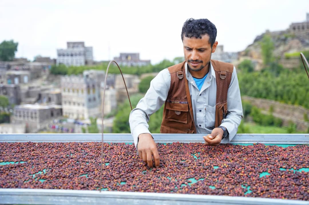 Yemen - Hydra Reviva