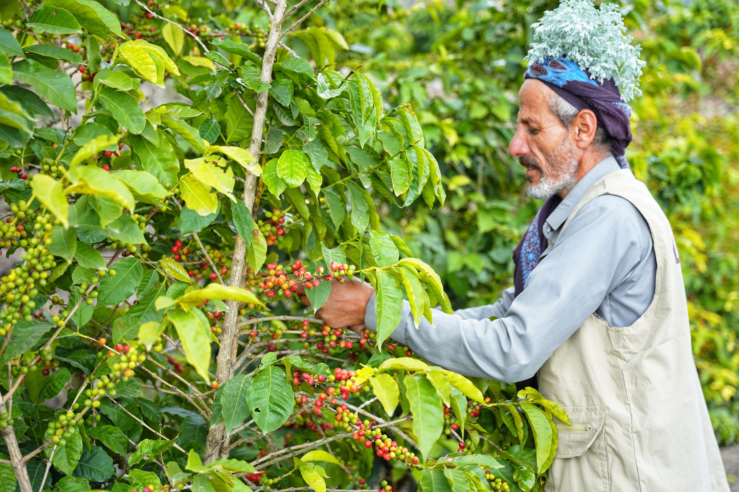 Yemen - Hydra Reviva