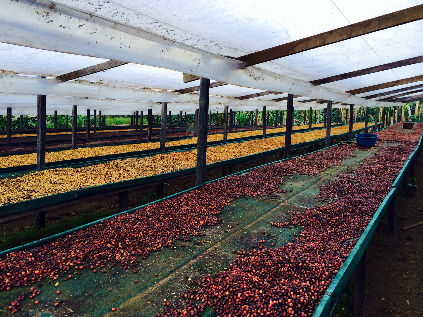 Espresso - Panama - Hartmann